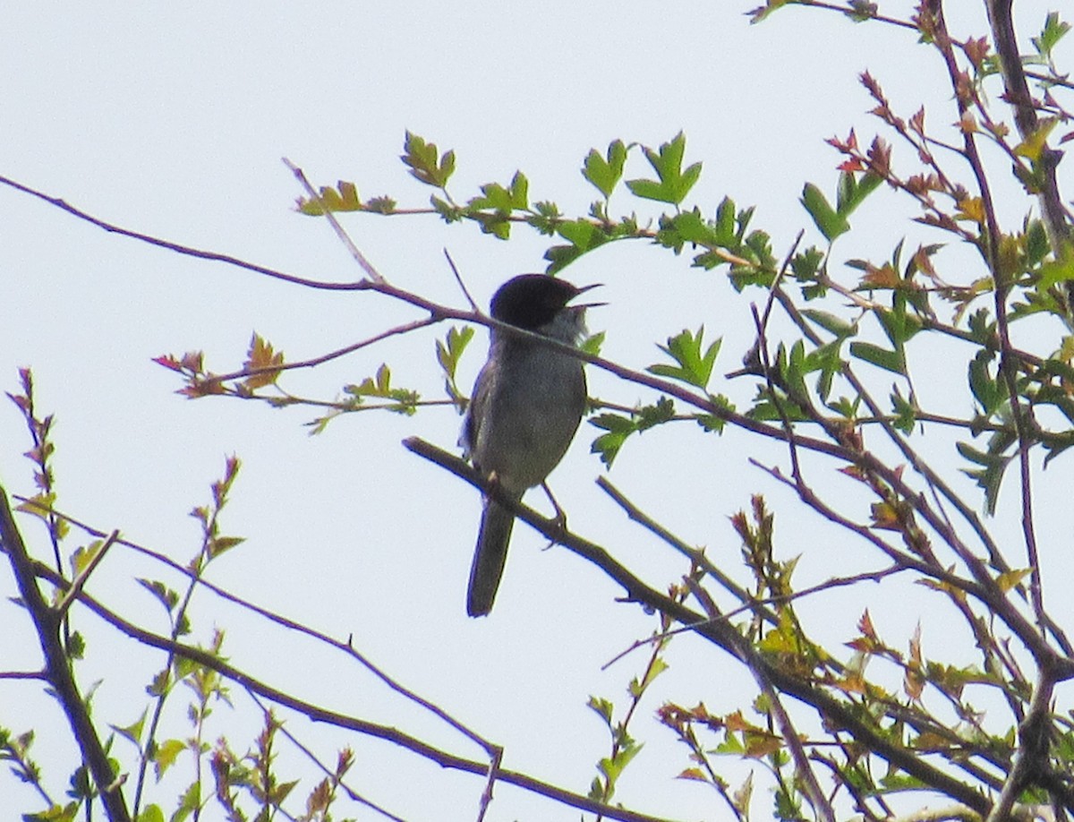 Sardinian Warbler - ML617988366