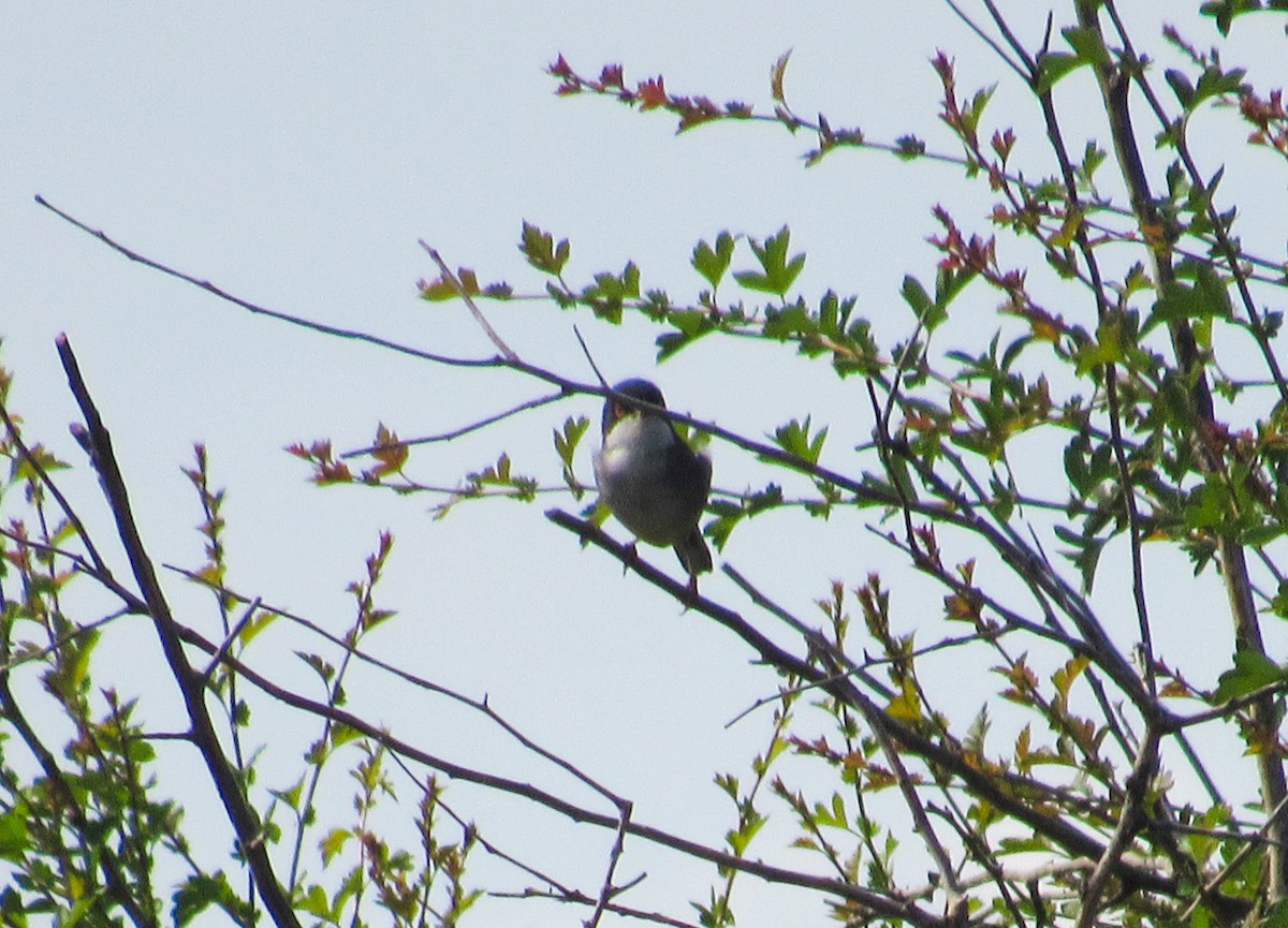 Sardinian Warbler - ML617988367