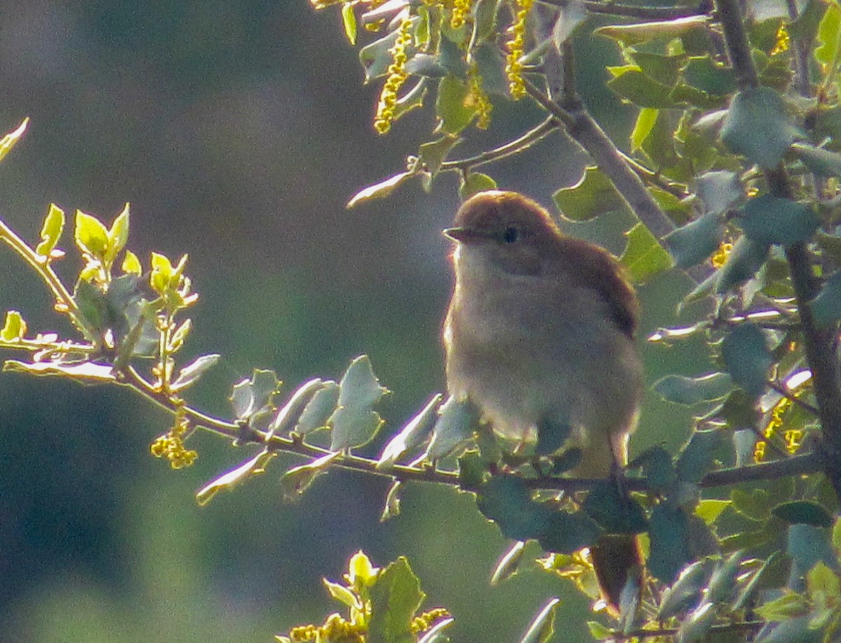 Зулбаран гургалдай - ML617988378