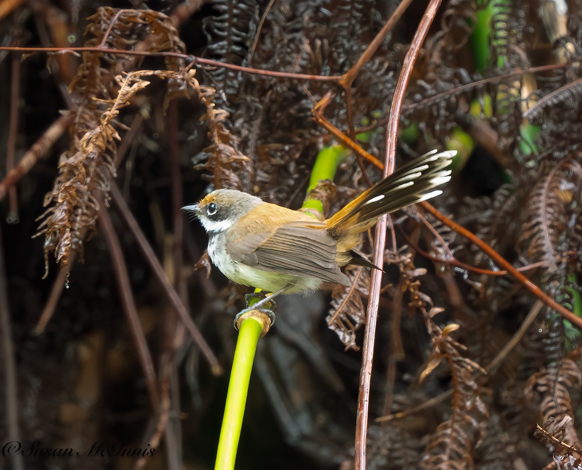 Solomons Rufous Fantail - ML617988391