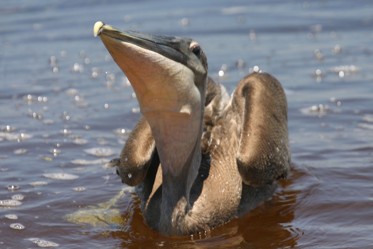 Brown Pelican - William Clark