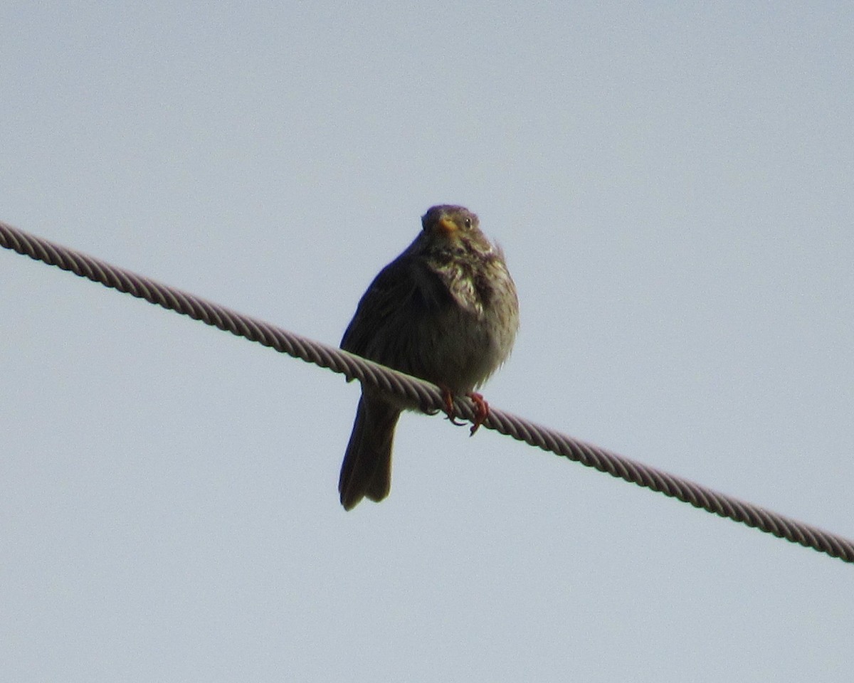 Corn Bunting - ML617988404