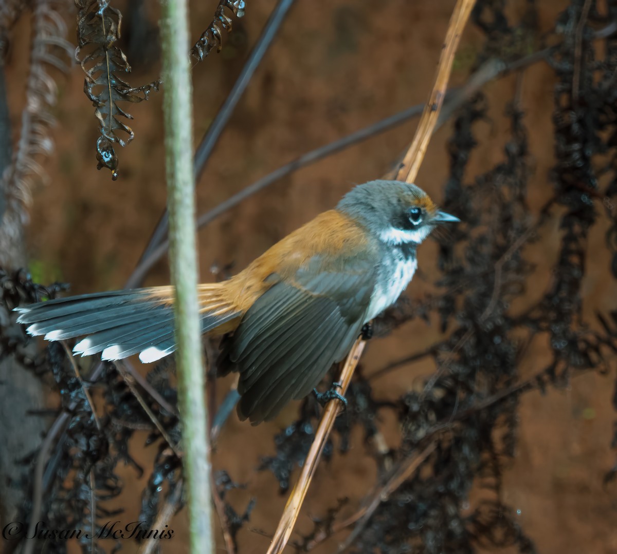 Solomons Rufous Fantail - ML617988410