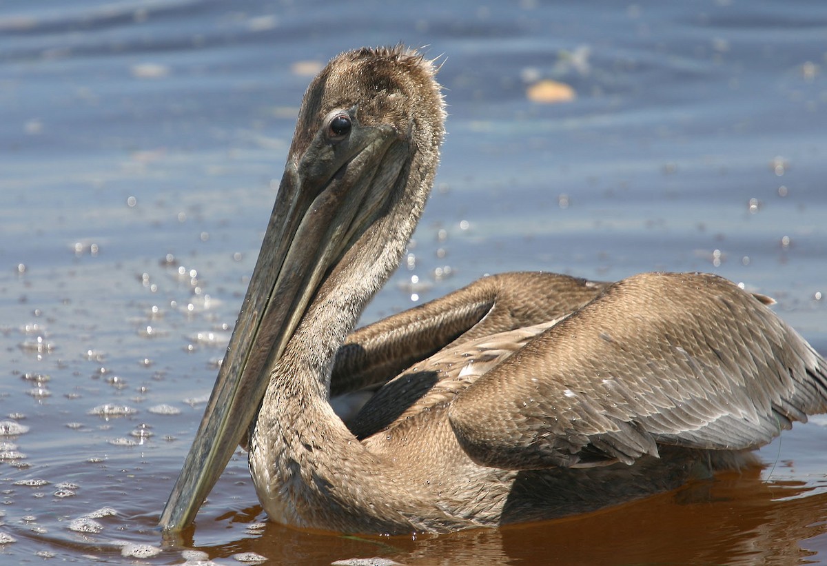 Brown Pelican - William Clark