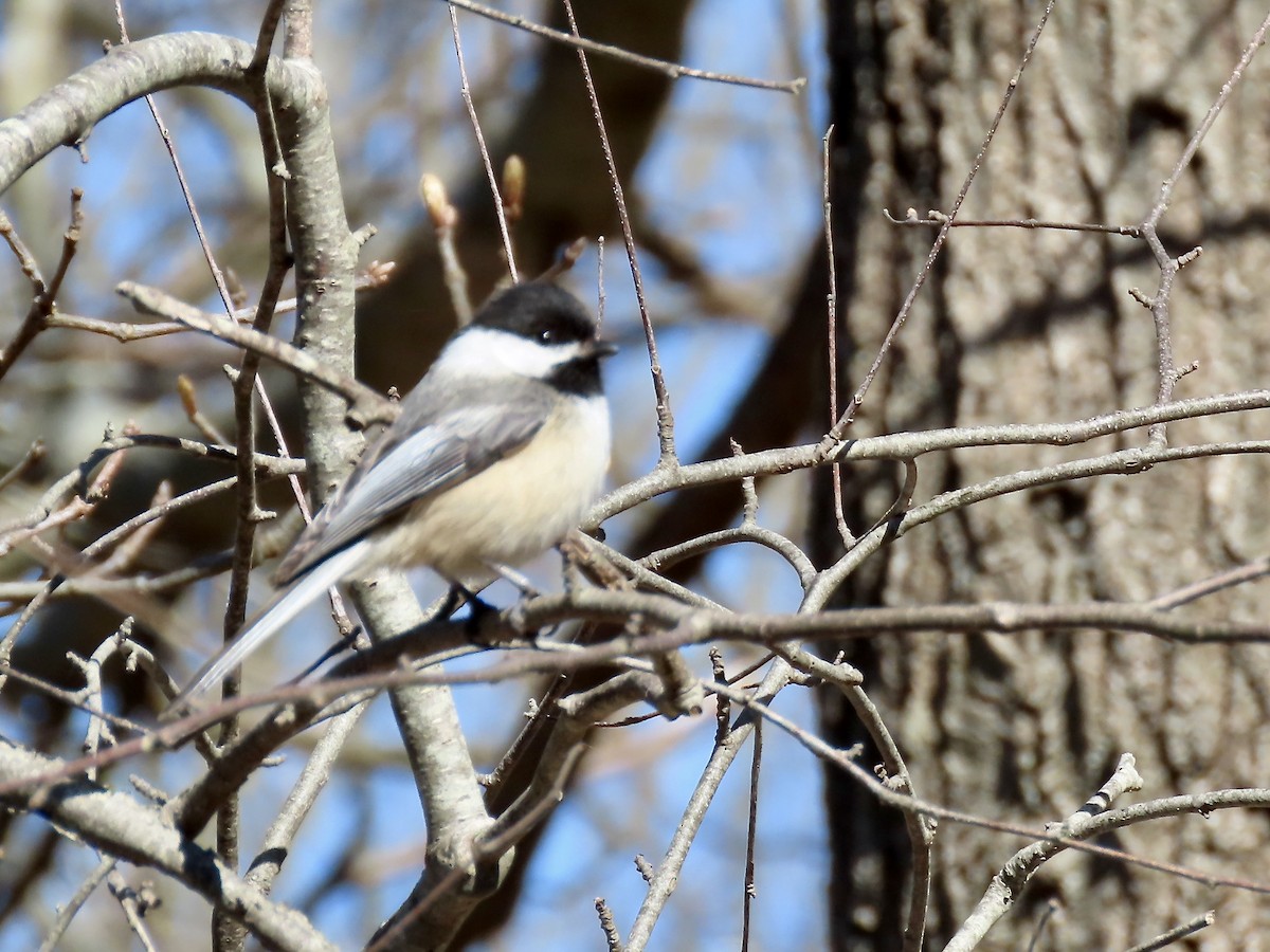 Black-capped Chickadee - ML617988426