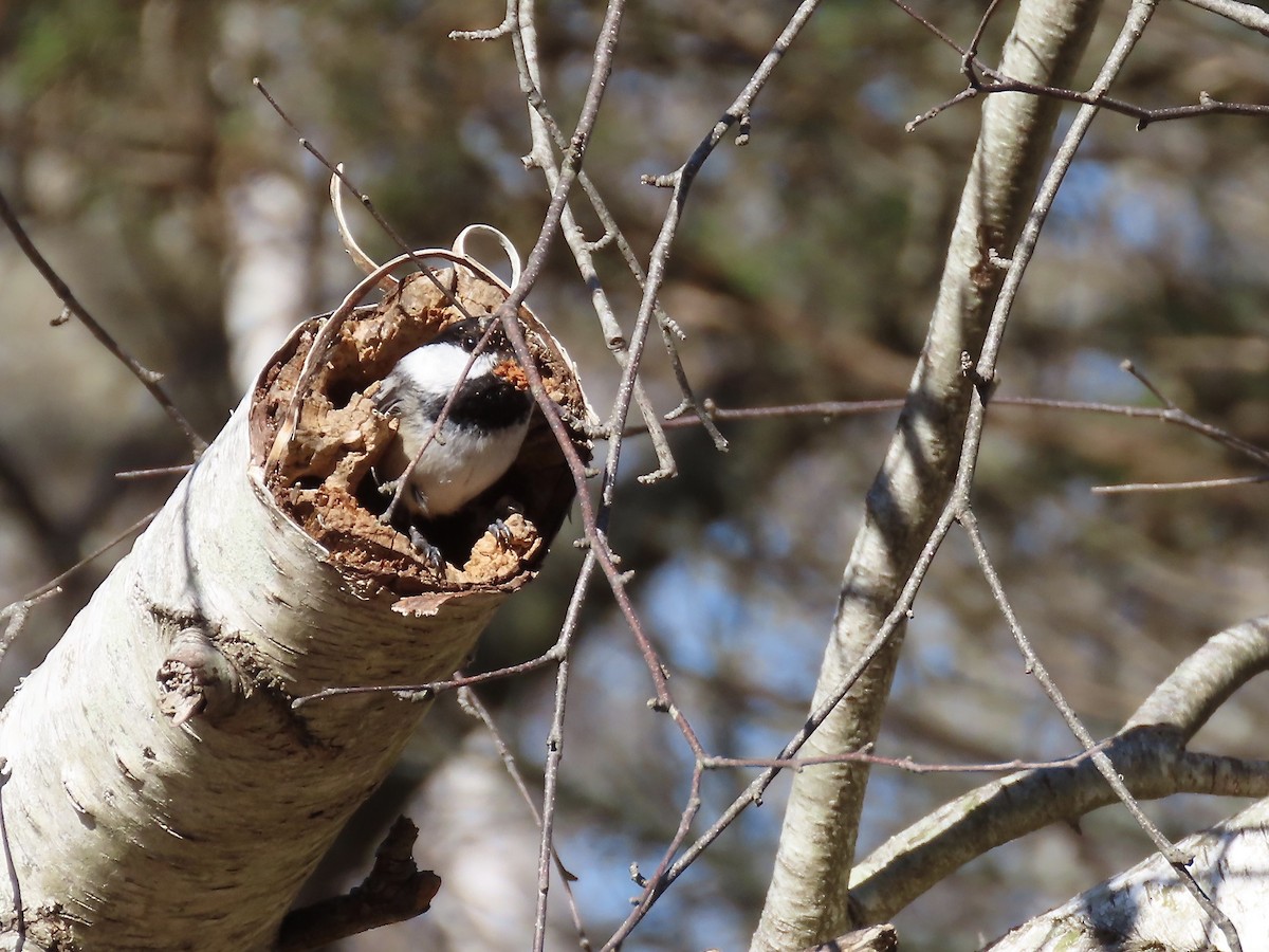 Black-capped Chickadee - Marjorie Watson