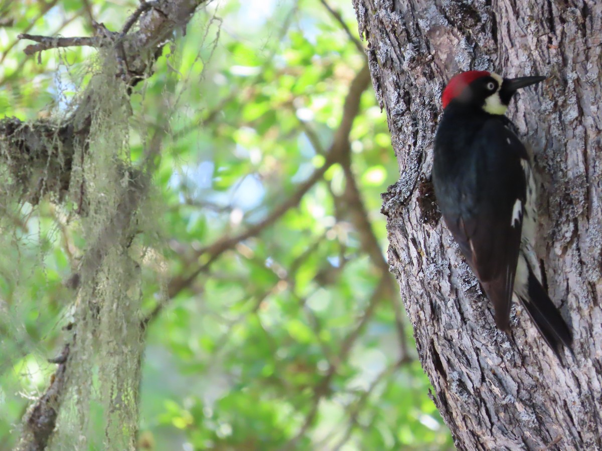 Acorn Woodpecker - ML617988431