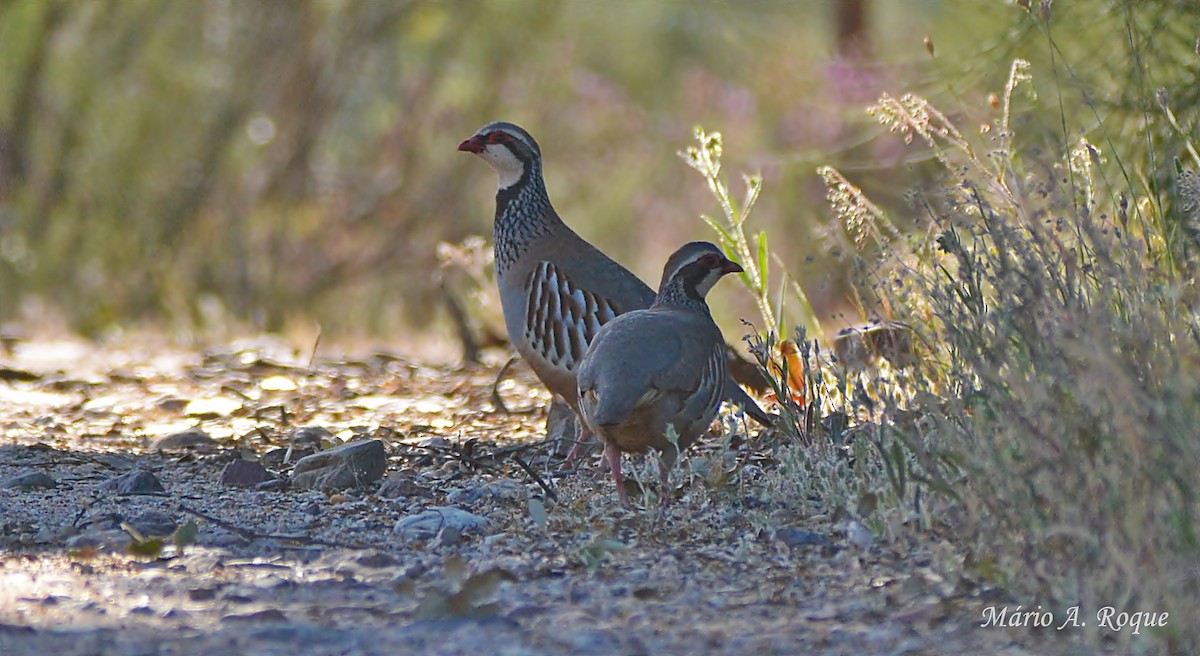 Red-legged Partridge - ML617988432