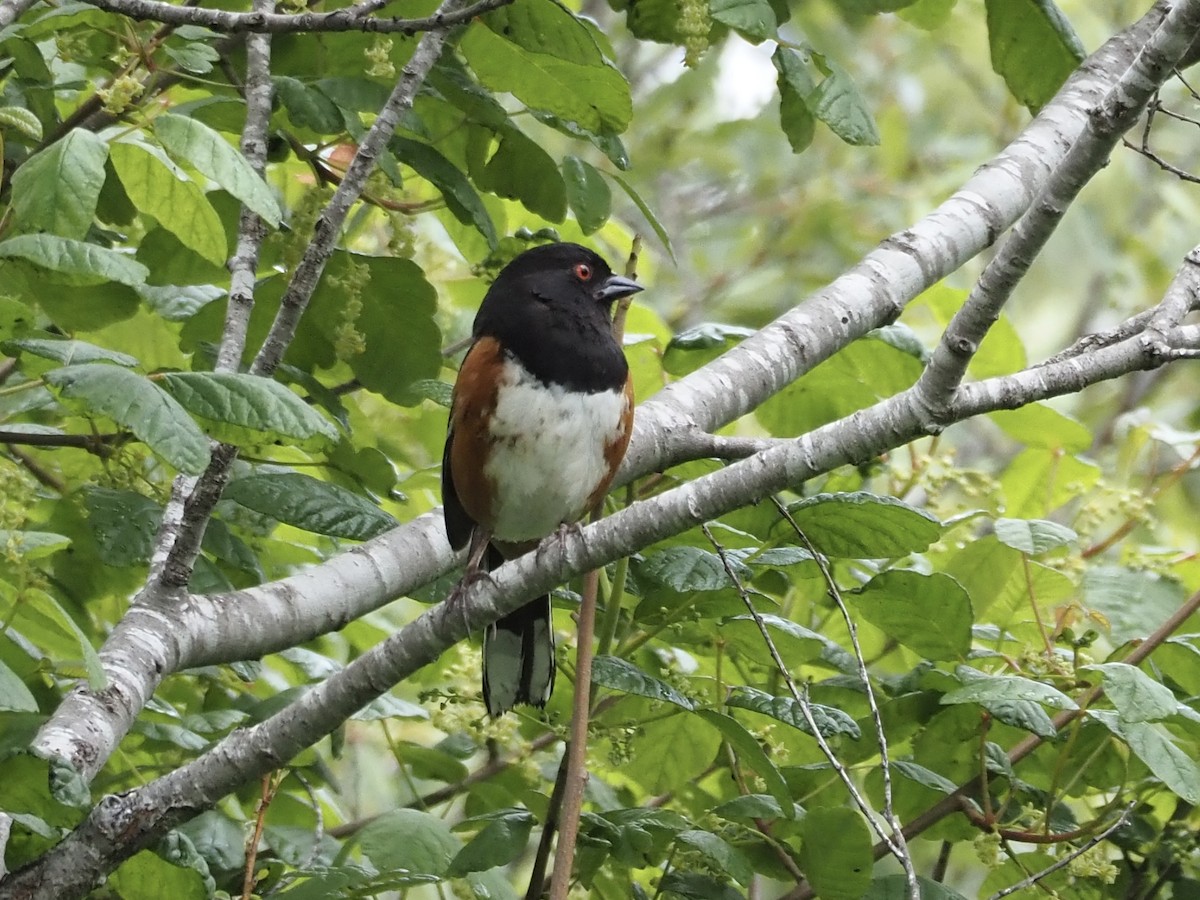 Spotted Towhee - ML617988434