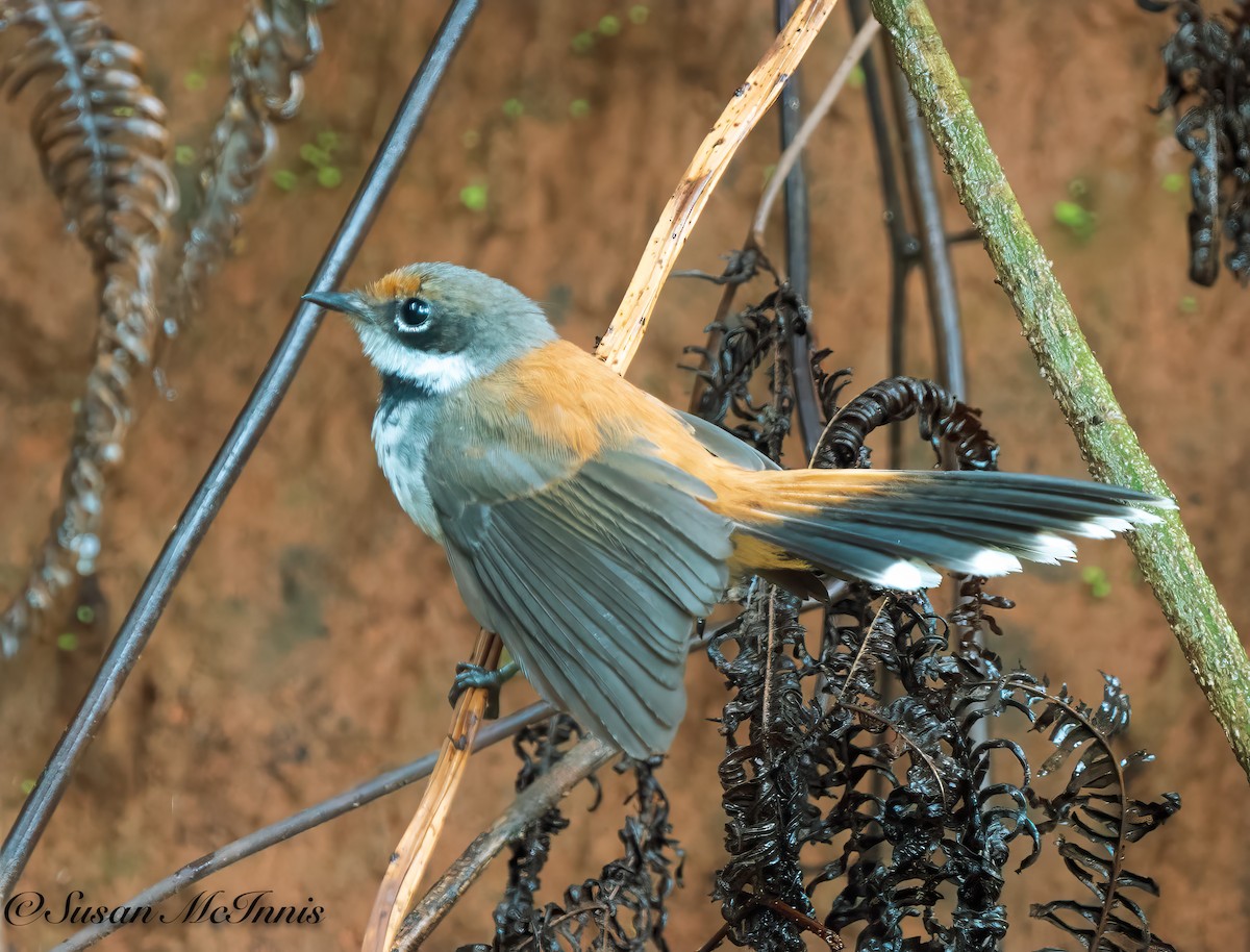 Solomons Rufous Fantail - ML617988435