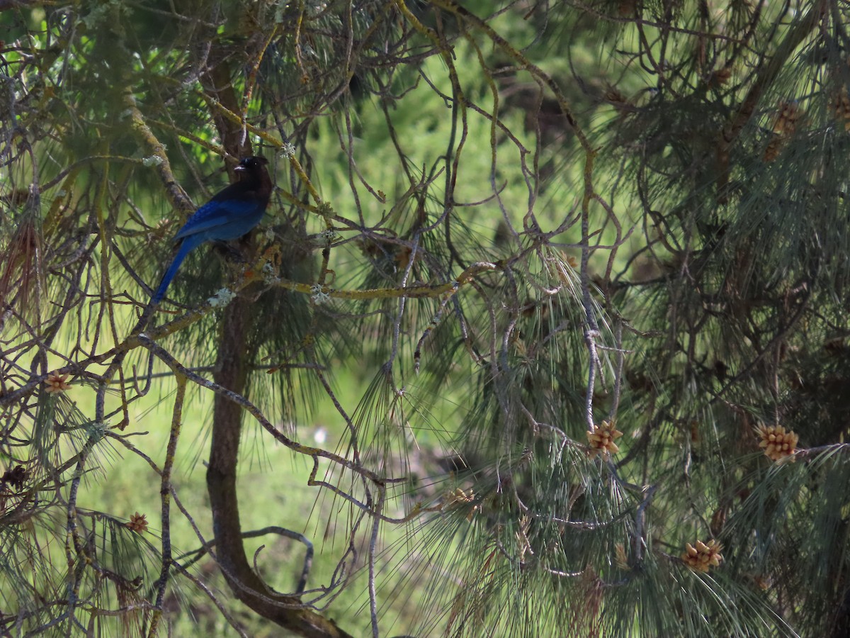 Steller's Jay - ML617988467