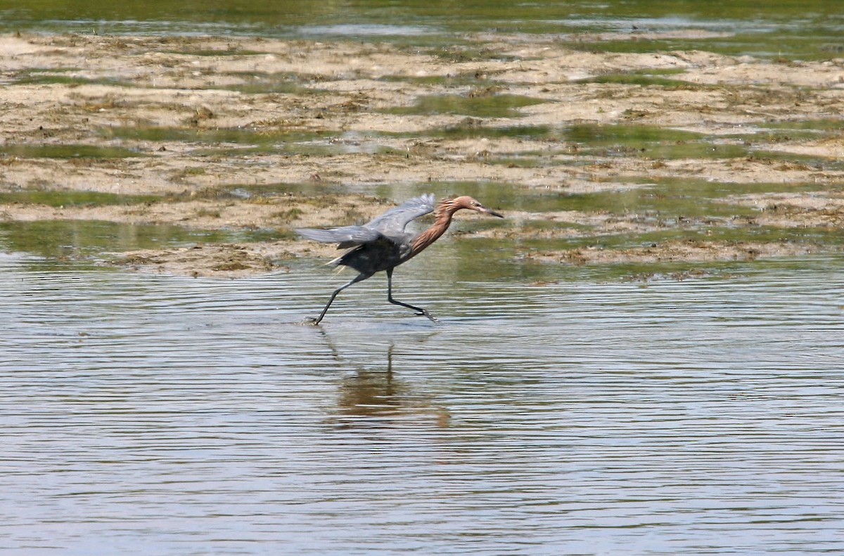 Reddish Egret - William Clark