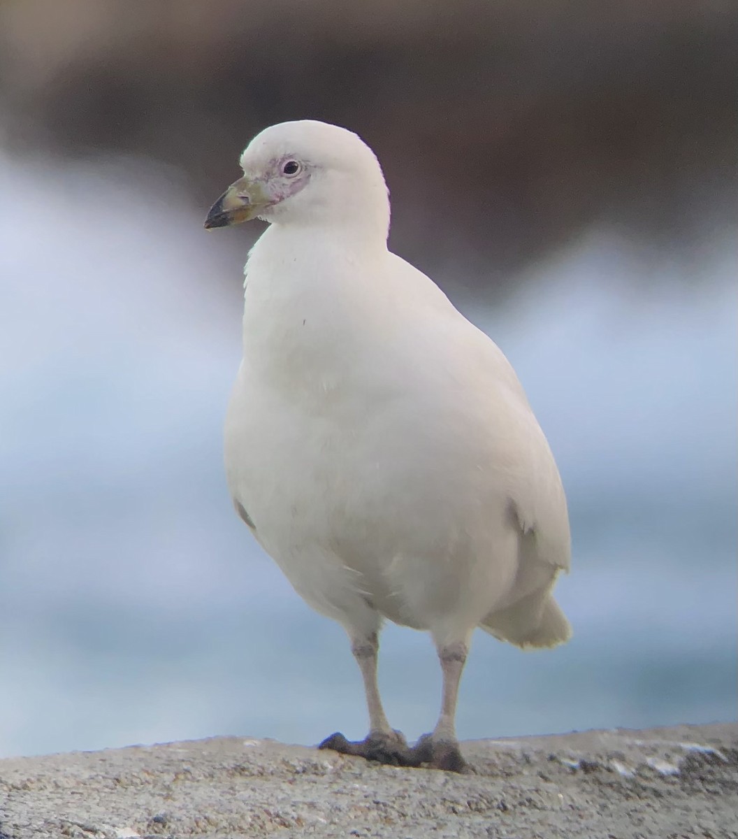 Snowy Sheathbill - ML617988505