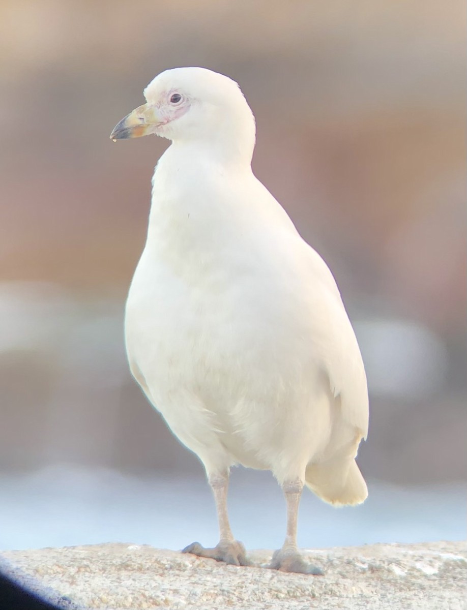 Snowy Sheathbill - ML617988509