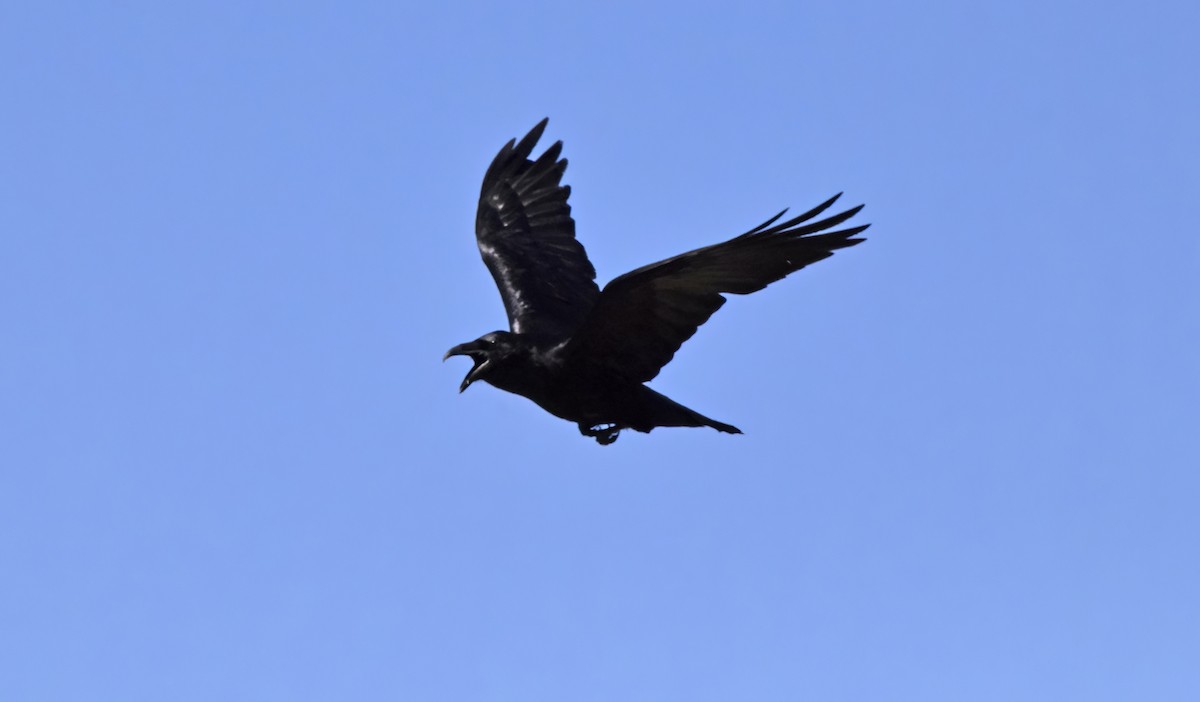 Common Raven - ML617988513