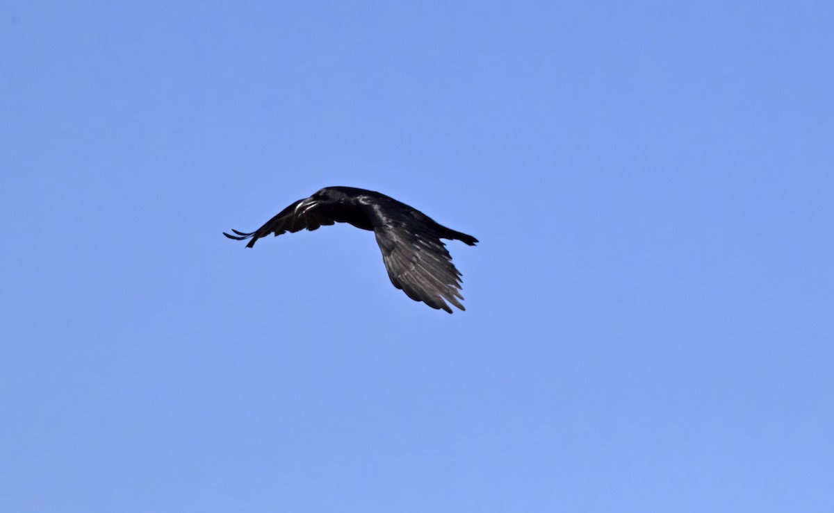 Common Raven - ML617988514