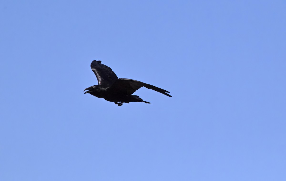 Common Raven - ML617988515