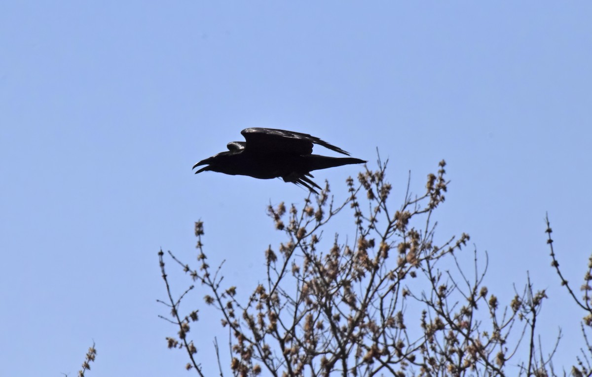 Common Raven - ML617988516