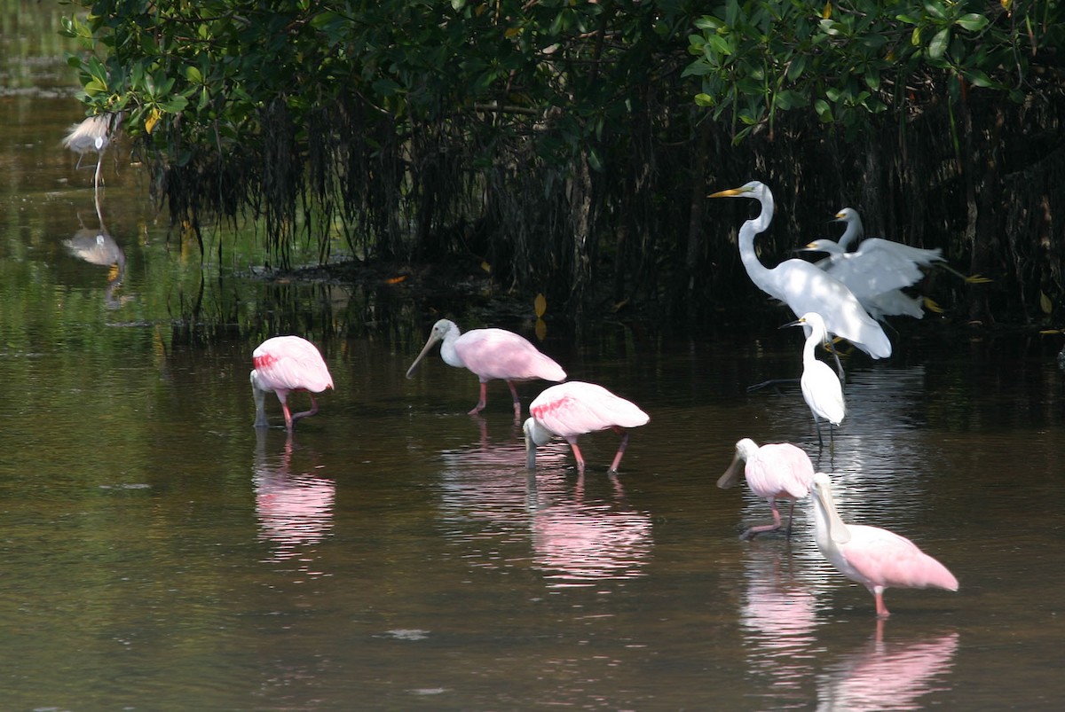 Roseate Spoonbill - William Clark