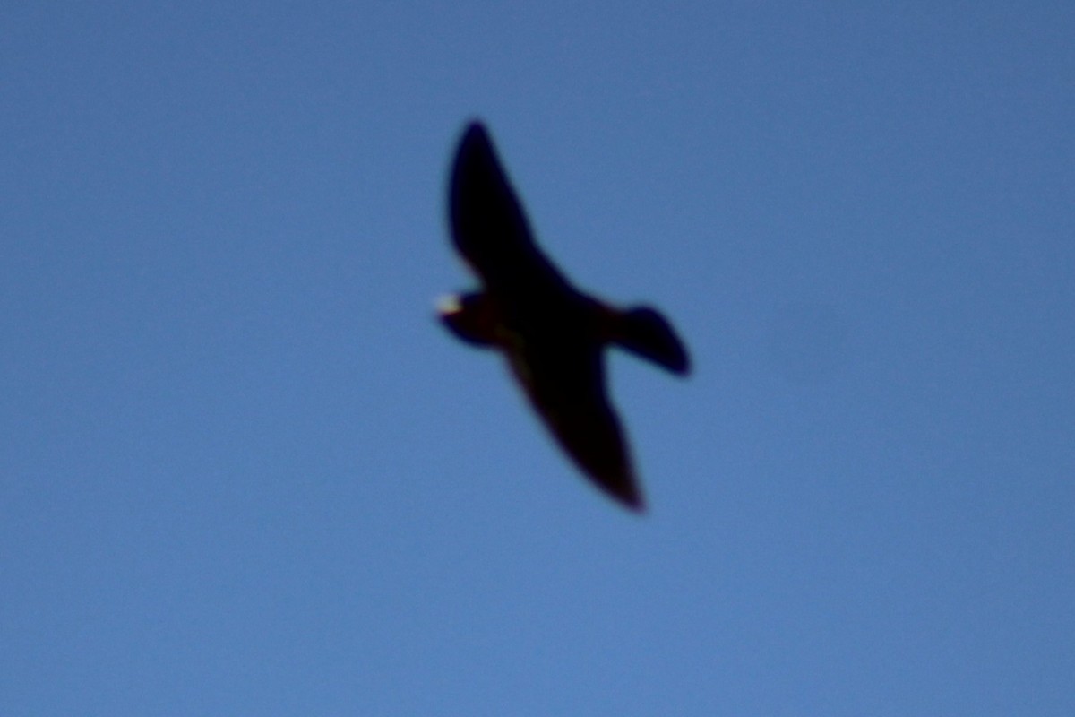 Cliff Swallow (pyrrhonota Group) - Adair Bock