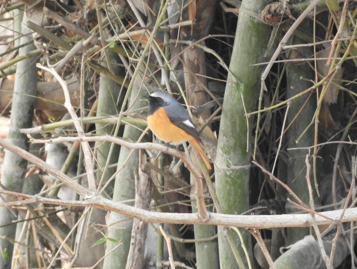 Hodgson's Redstart - Maureen Blackford