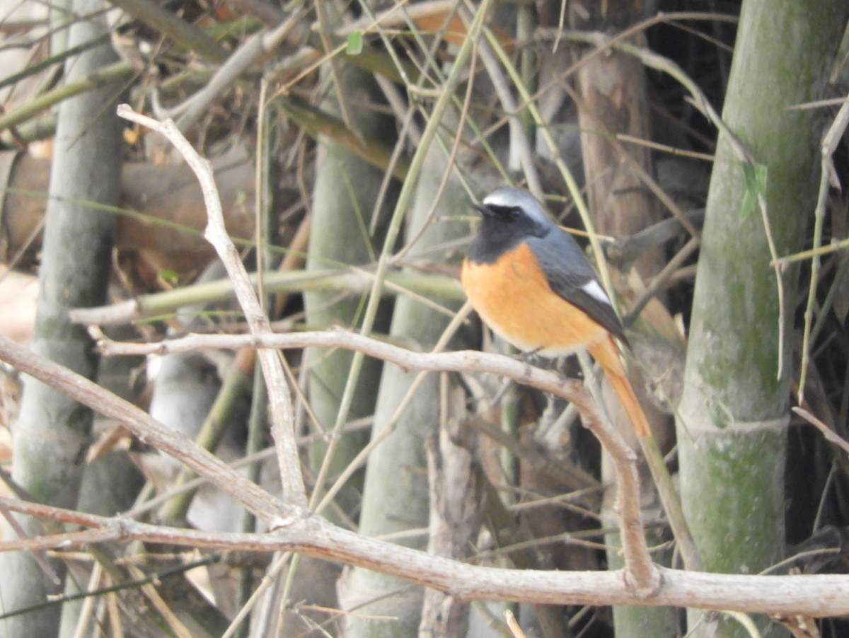 Hodgson's Redstart - Maureen Blackford