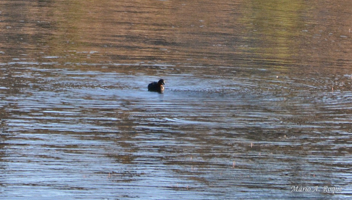 Little Grebe - ML617988560