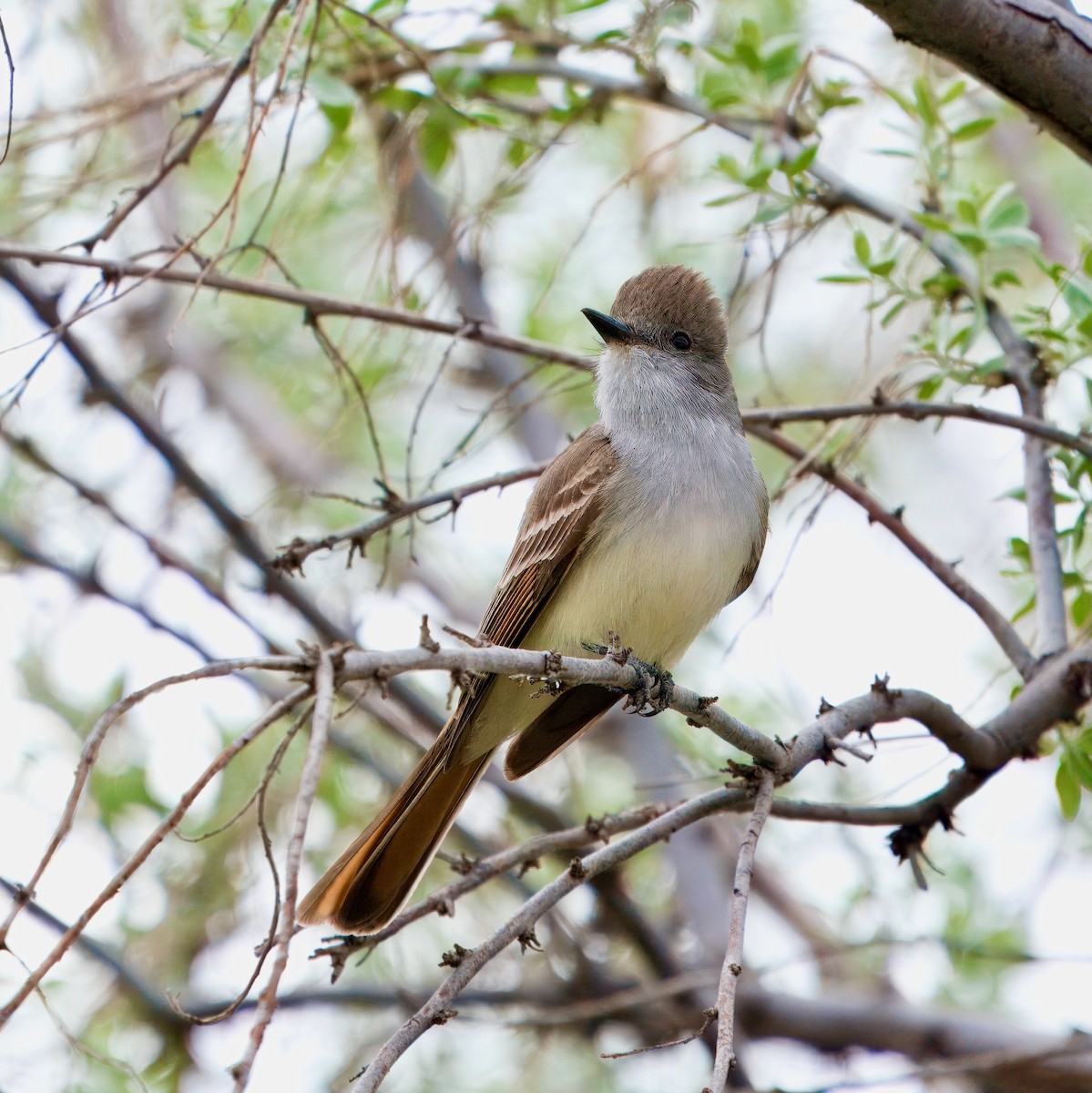 Ash-throated Flycatcher - ML617988601