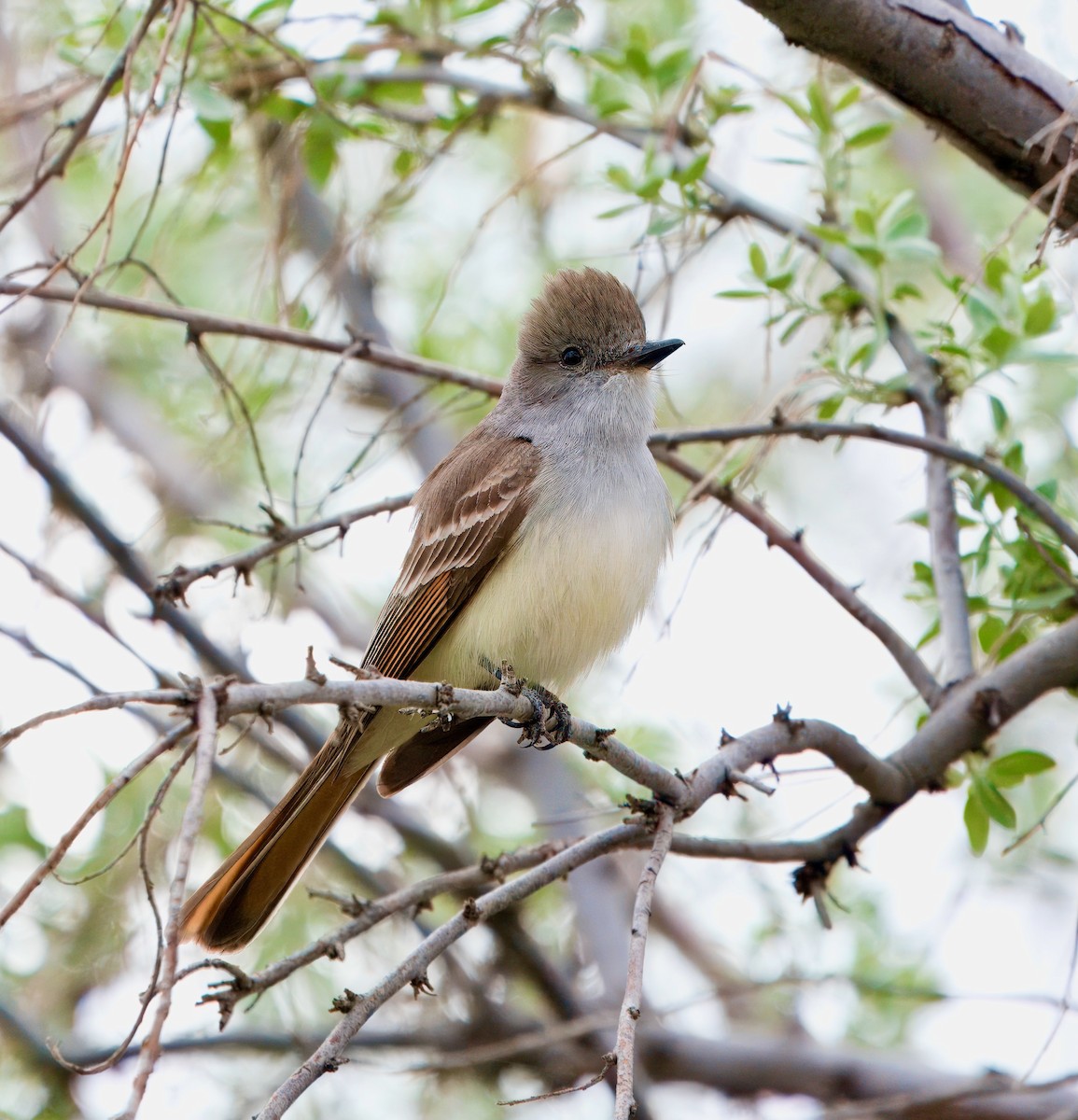 Ash-throated Flycatcher - ML617988602