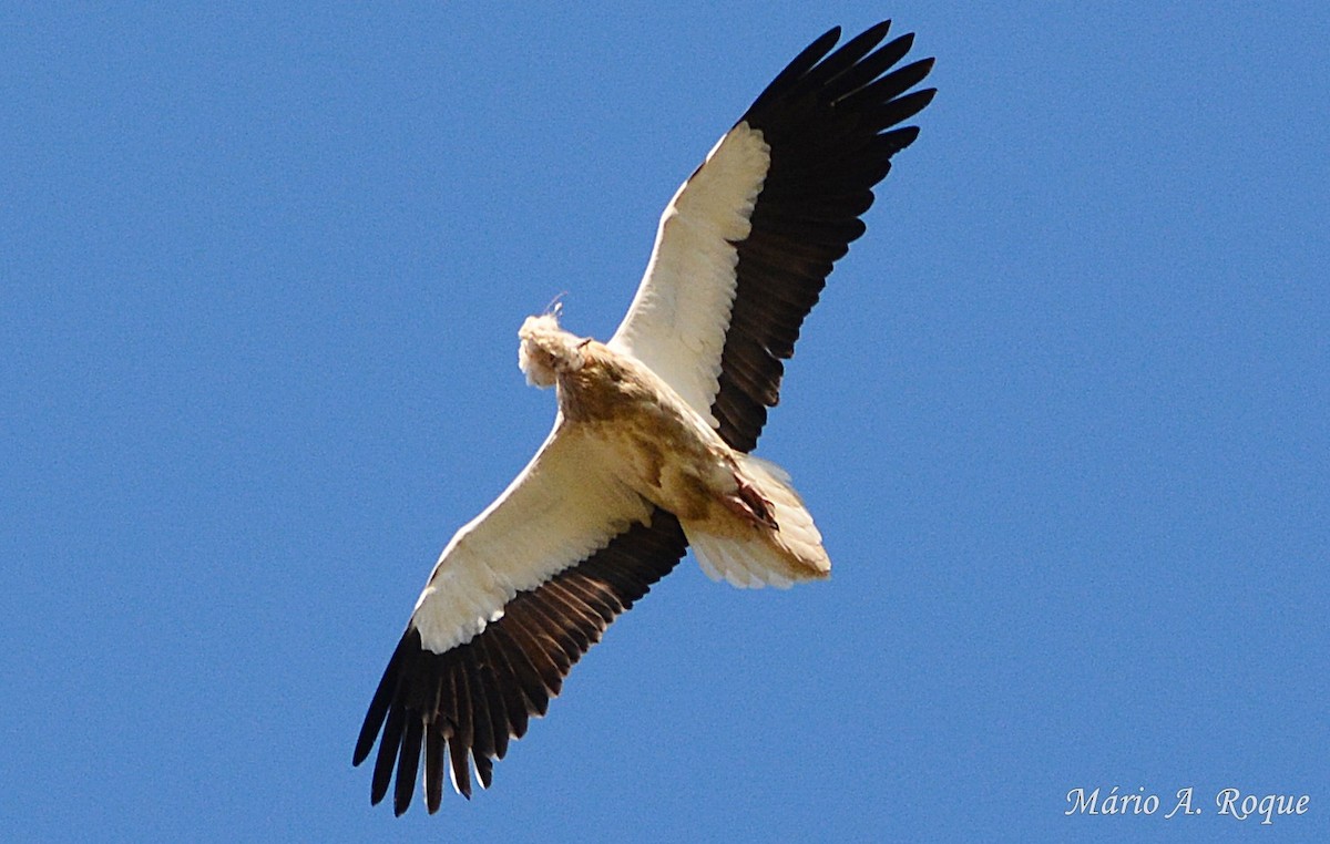 Egyptian Vulture - ML617988616