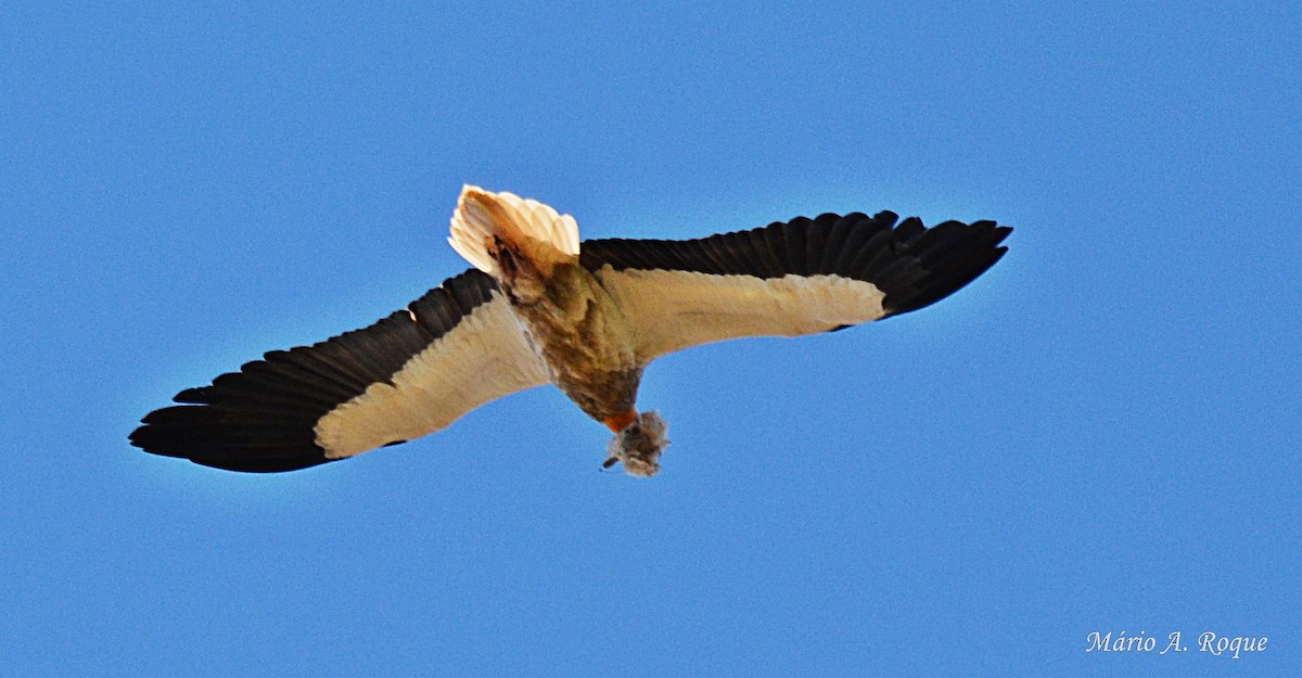 Egyptian Vulture - ML617988617