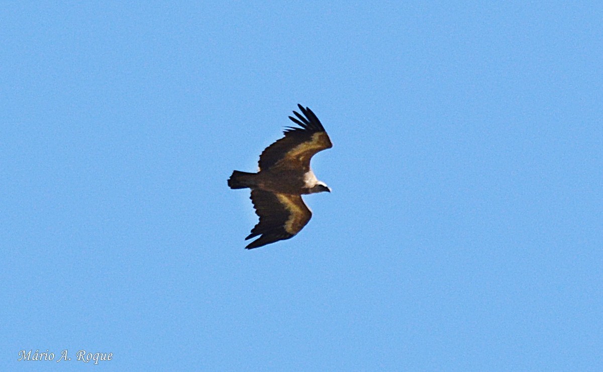 Eurasian Griffon - ML617988631