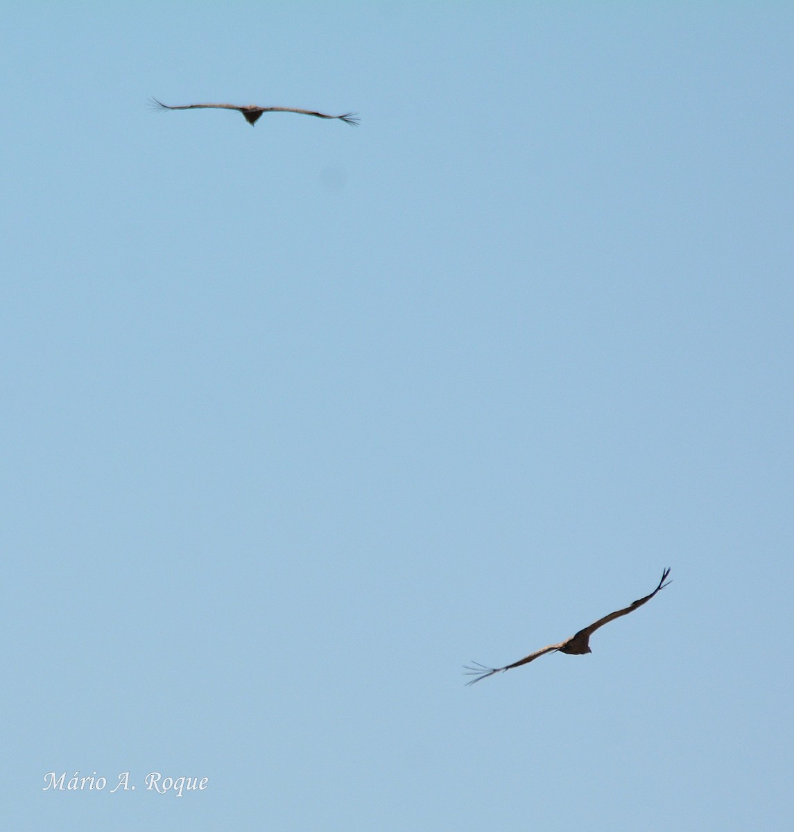 Eurasian Griffon - Mário Roque