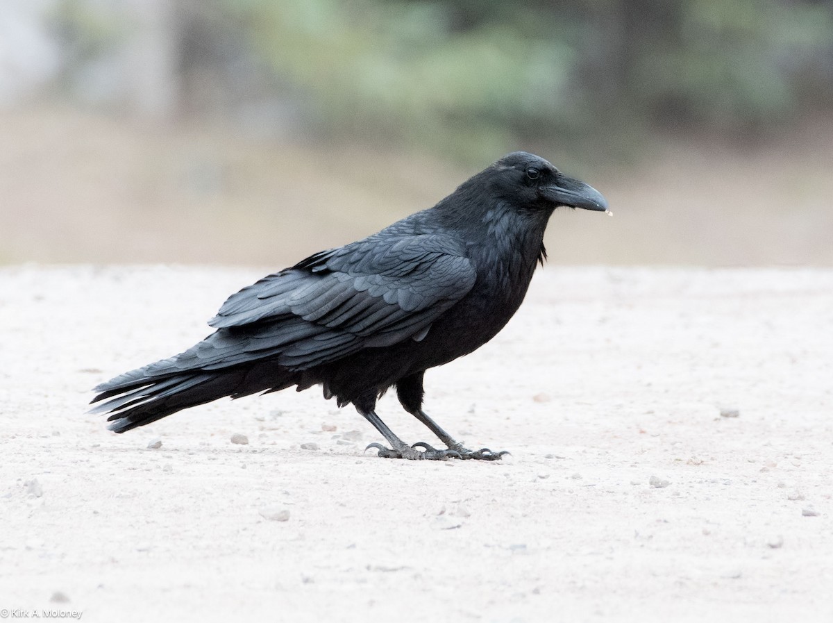 Common Raven - ML617988634