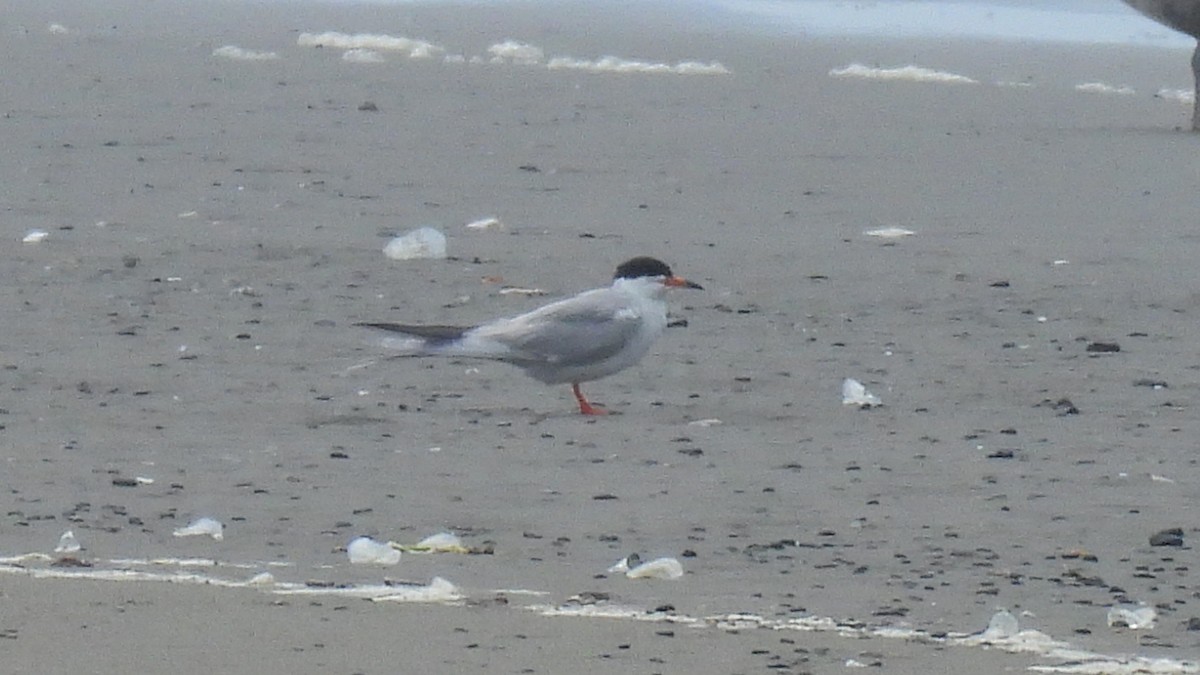 Forster's Tern - ML617988638