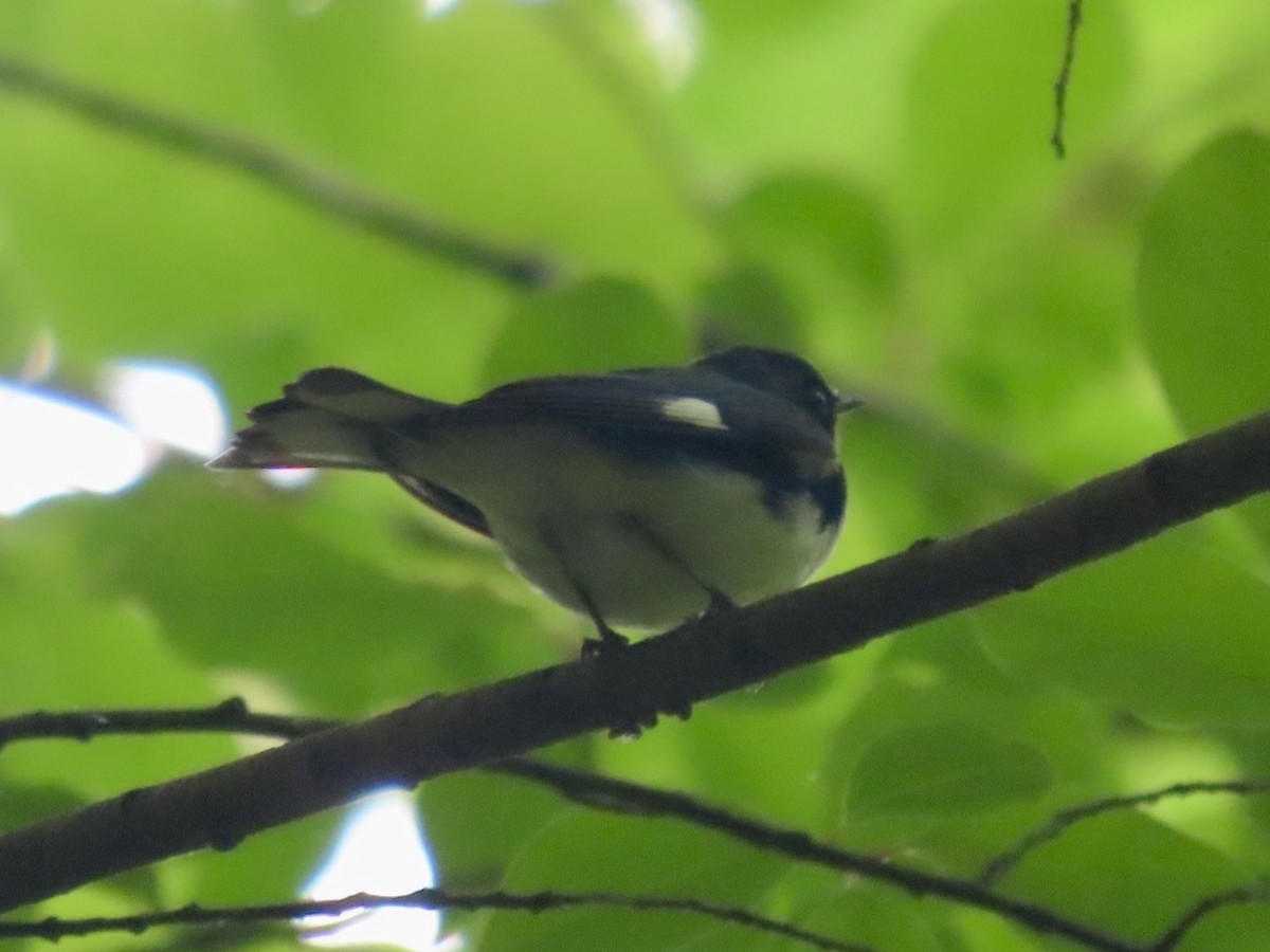 Black-throated Blue Warbler - ML617988643