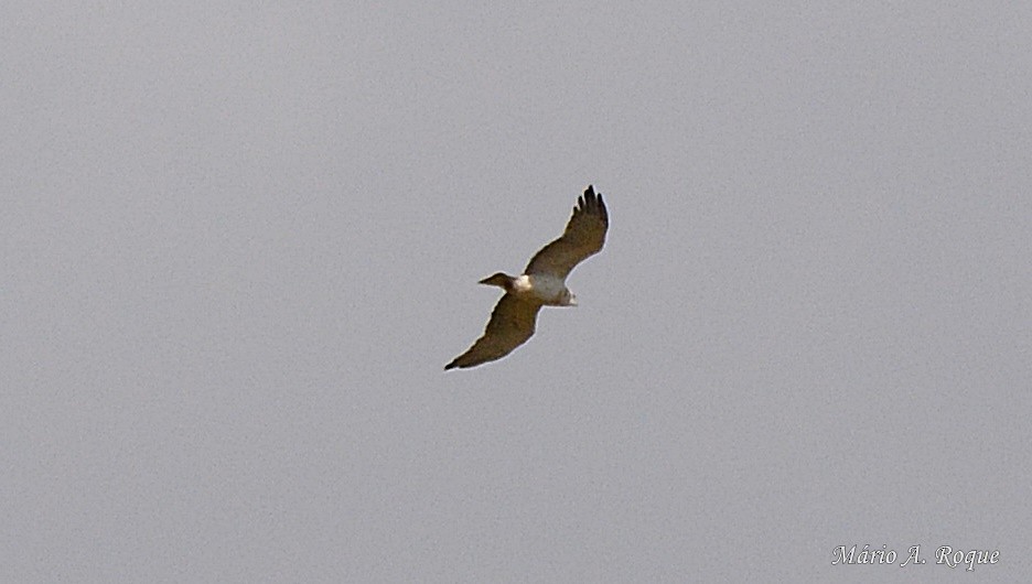 Short-toed Snake-Eagle - ML617988647