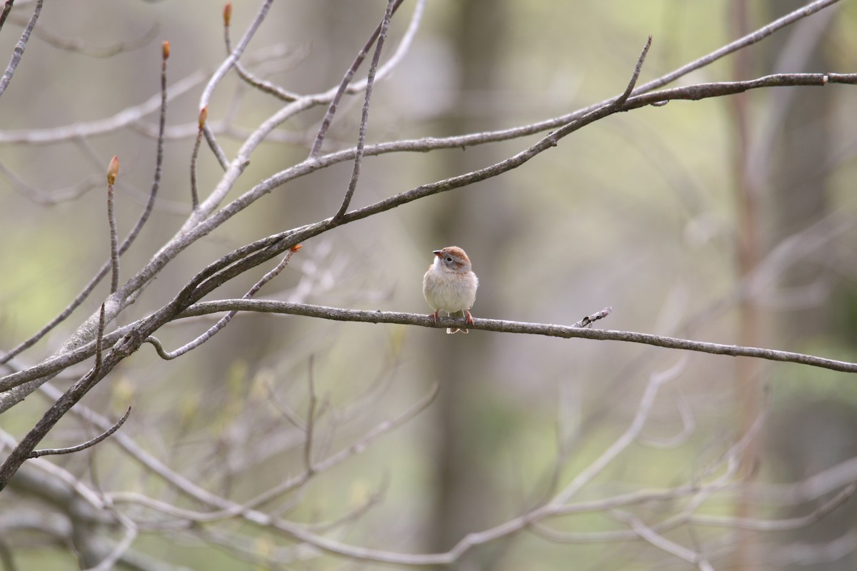 Field Sparrow - Matt W