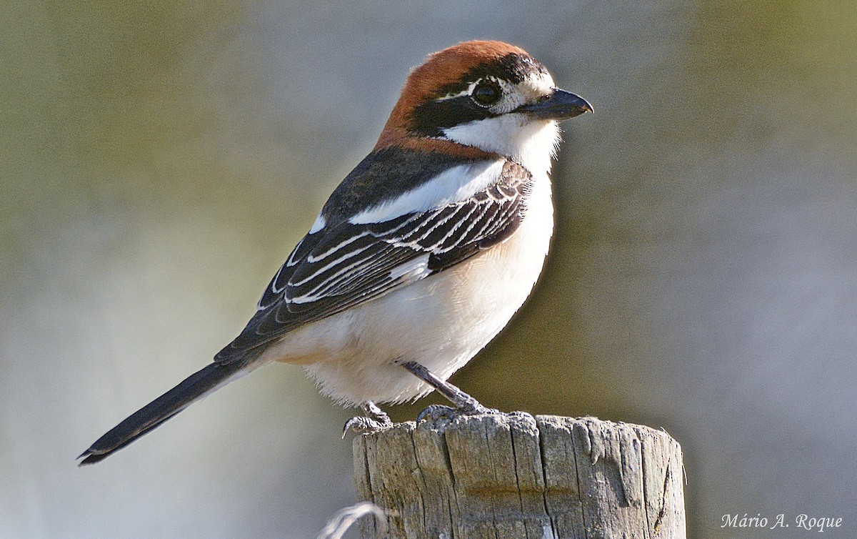 Woodchat Shrike - ML617988666