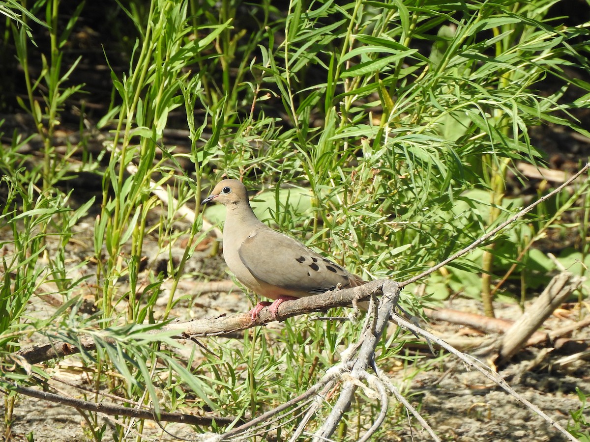 Mourning Dove - ML617988679