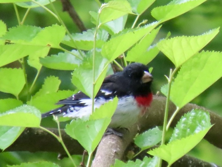 Rose-breasted Grosbeak - ML617988690