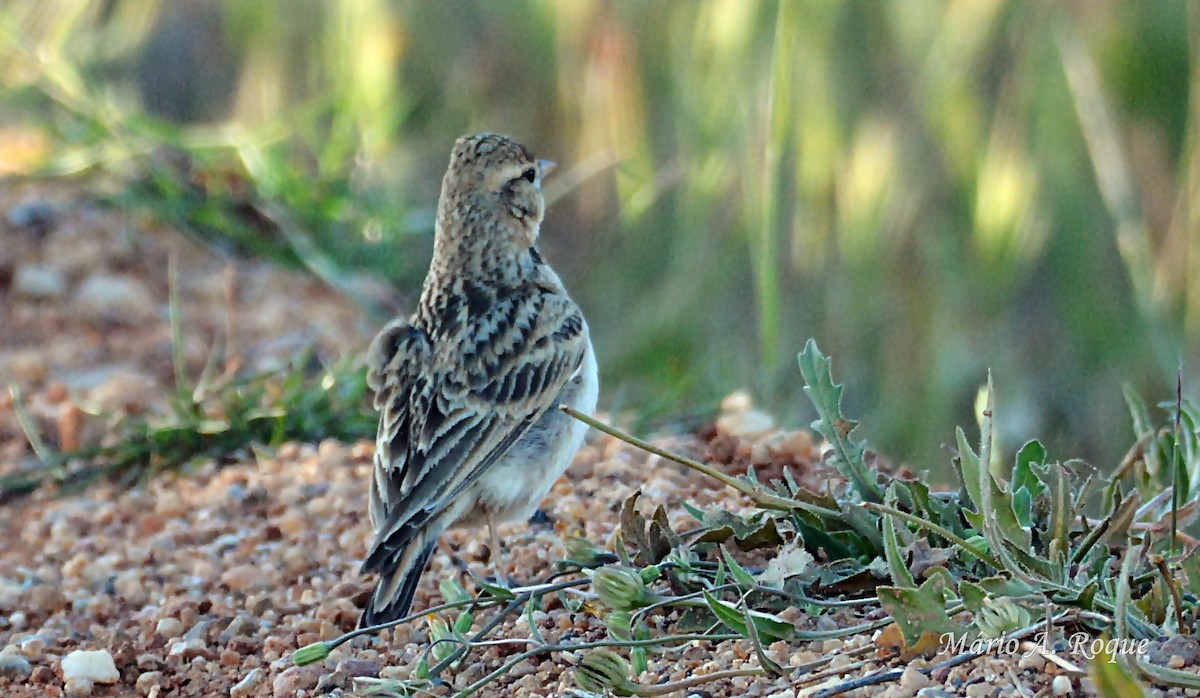 Greater Short-toed Lark - ML617988694