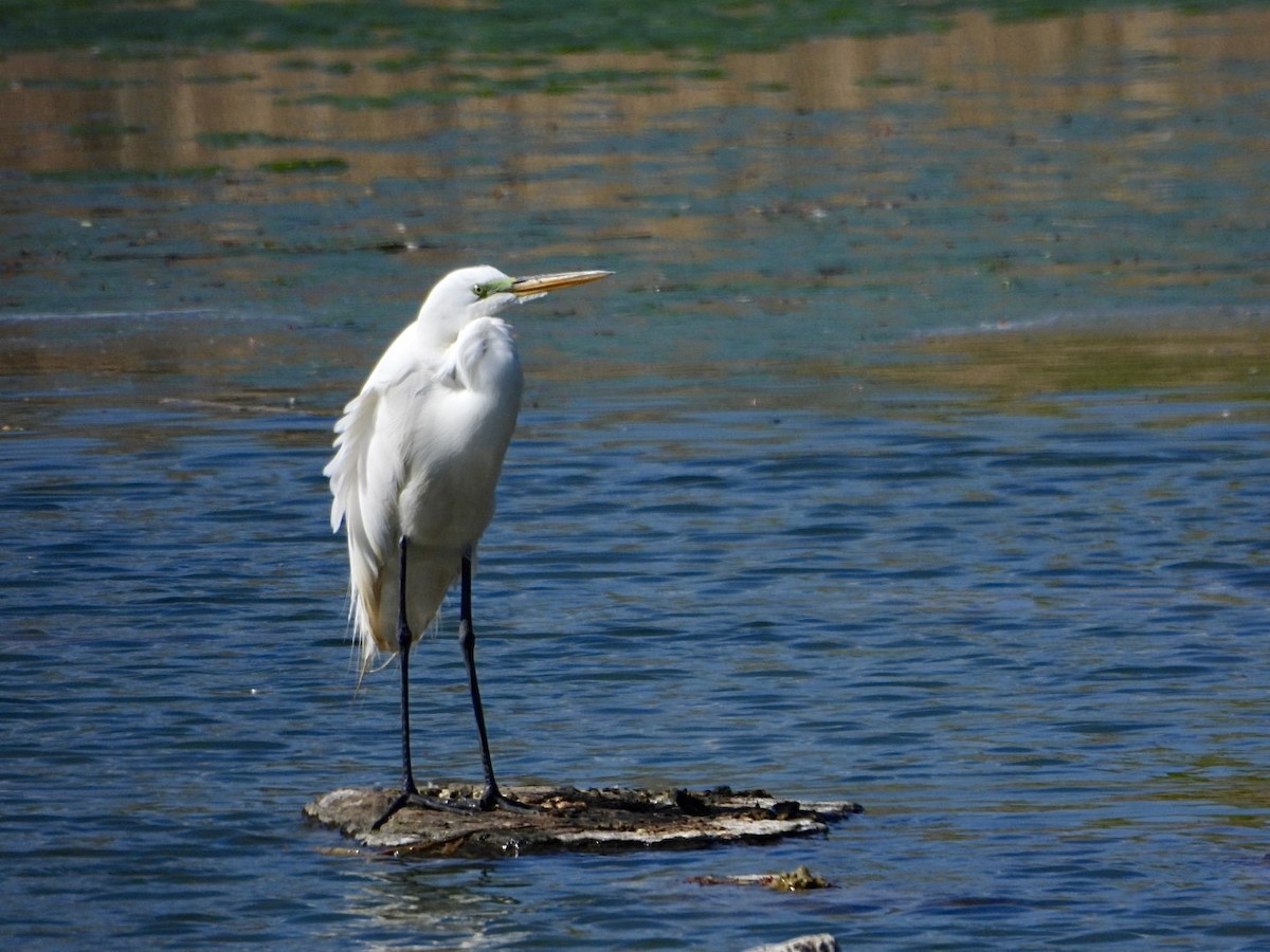 Great Egret - ML617988719