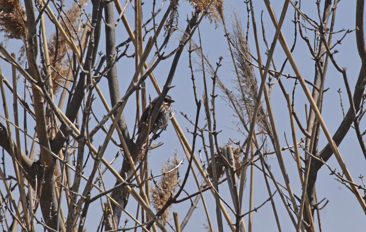 Song Sparrow - Robert Allie