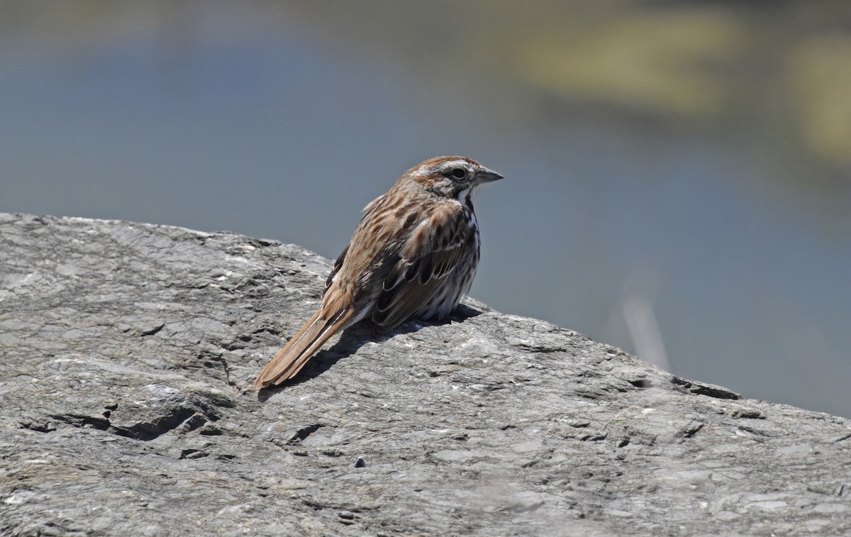 Song Sparrow - ML617988729