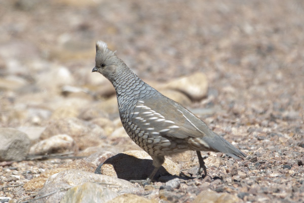 Scaled Quail - ML617988736