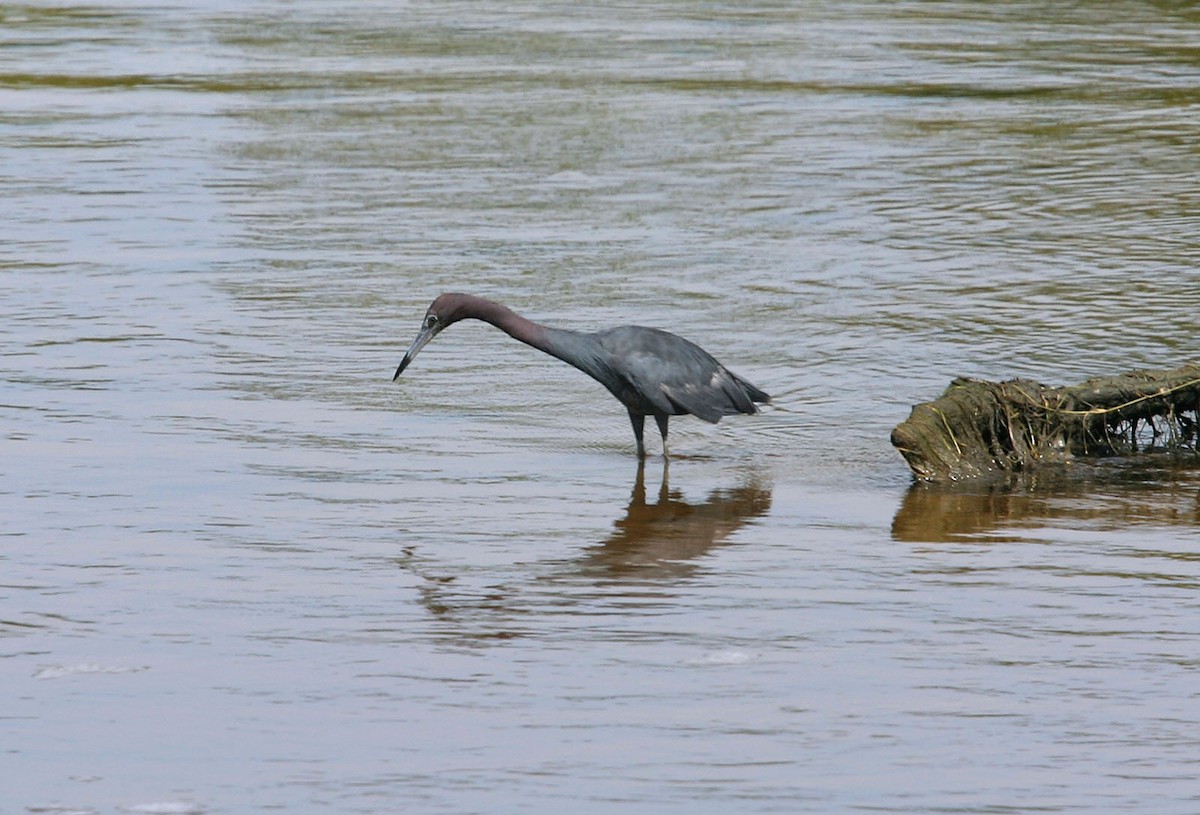 Little Blue Heron - William Clark