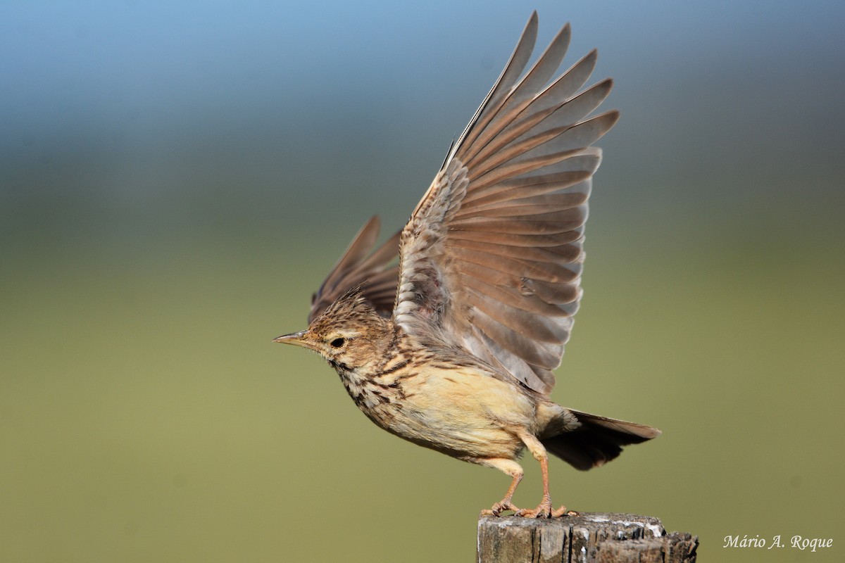 Crested Lark - ML617988757