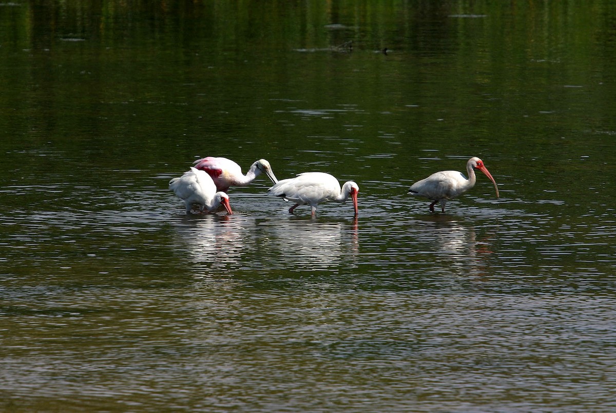 White Ibis - William Clark