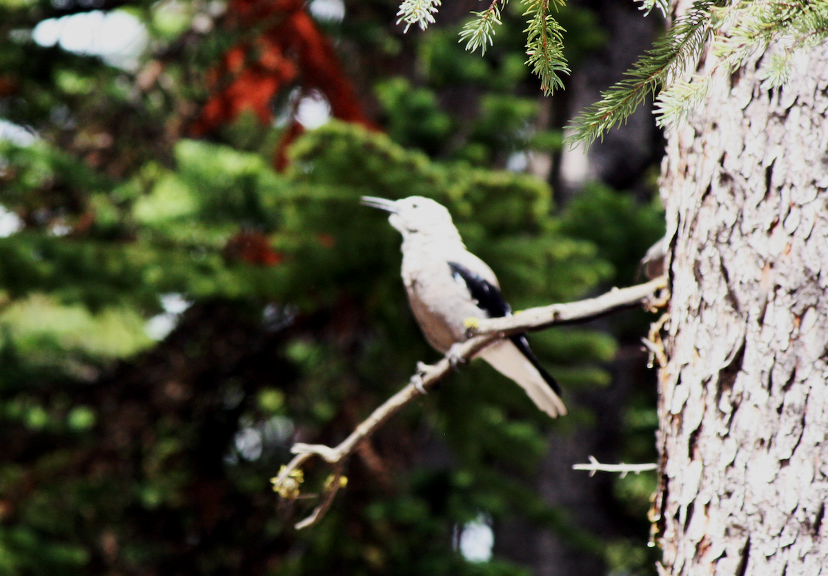 Clark's Nutcracker - Muriel & Jennifer Mueller